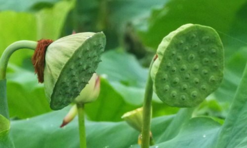 燕麦脂肪高吗网燕麦脂肪高吗?知识网站,分享燕麦脂肪高吗会胖吗大全